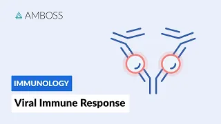 Immune Response to Viruses: How the Body Reacts