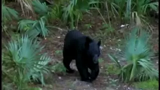 Living with Florida Black Bears