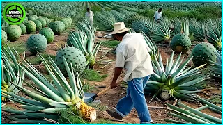 The Most Modern Agriculture Machines That Are At Another Level, How To Harvest Pineapples In Farm ▶9