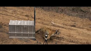 Выпуск тигрицы Филиппы в дикую природу/ Siberian tigress Filippa returned into the wild