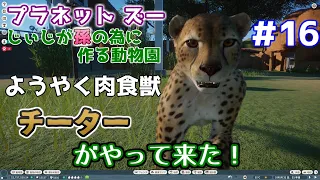 【Planet Zoo】じぃじが孫の為に作る動物園 #16【チーター】