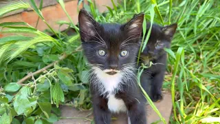 Kittens living in the park are playing very cute, funny kittens