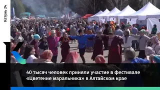 40 тысяч человек приняли участие в фестивале «Цветение маральника» в Алтайском крае