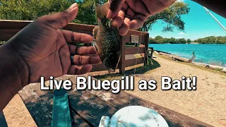 Using Live Bluegill at the Lake!