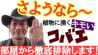 【悩むだけ無駄です】店長が植物に発生する不快なコバエの撃退方法を教えます！意外と知らないコバエの特徴を利用して効率的かつ確実に退治します　園芸初心者でもわかりやすく解説します！