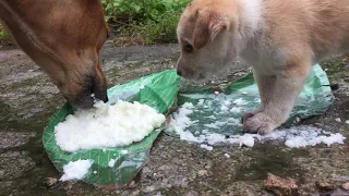 Feeding to Street mother dog and her cute puppy - Dogoftheday