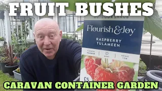 Fruit Bushes For The Caravan Container Garden