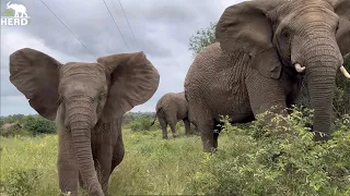 Baby Elephant Khanyisa Runs to Adine! Lundi and Kumbura Rumble and Huddle Around Her!