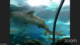 Ripley's Aquarium of Canada | Sand Tiger Shark Feeding