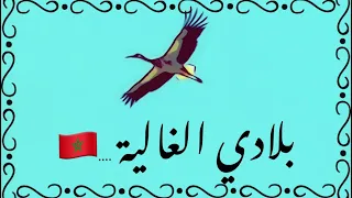 بلادي الغالية 🇲🇦|العار يا العار