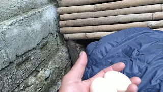 Cosecha Huevos de Gallinas Ponedoras en Módulo HOrganiFrut