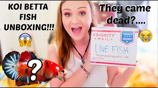 KOI BETTA FISH UNBOXING! | NEW BREEDING PAIR CAME DEAD??!!... | ItsAnnaLouise