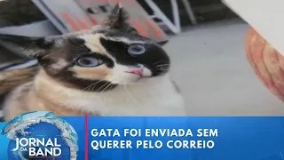 Gata viaja 1,6 mil km após dono “despachá-la” sem querer no correio | Jornal da Band