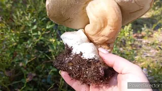 Грибы 🍄  Владимирской обл , Леса Спят , Пять Лесов НЕ подалеку от дома/ Кто мне помогает ?