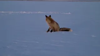 Лиса попрошайка и при этом чистюля!        Гусиное Озеро Бурятия.