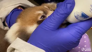 Toronto Zoo Baby Red Panda - A Day In The Life Of A Keeper