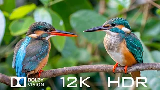 12K HDR 60fps Dolby Vision - Amazing Animal Moments And relaxing Piano Music