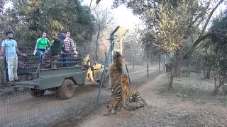 Tigers jumping for food