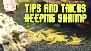 Keeping Shrimp Tips and Tricks Setup and Breeding Caridina and Neocaridina