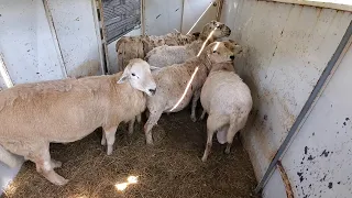 Swapping Breeding Rams