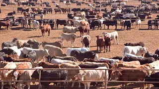 American Ranchers Raised 33.7 Million Beef Cattle In 2023 This Way