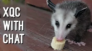 xQc reacts to Opossums eating bananas (with chat)