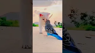 Funny animals - Funny cats / dogs - Funny animal videos 283