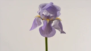 Iris flower dies and new flower bud opens. 4K Time lapse