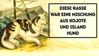 12 ausgestorbene Hunderassen und 9 neue, von denen du noch nichts gehört hast