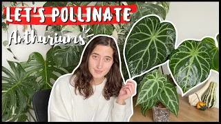 LET'S POLLINATE ANTHURIUMS // Anthurium Magnificum