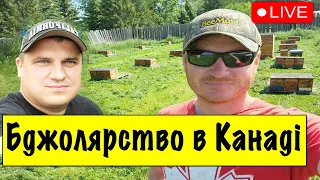 Бджолярство в Канаді 🐝 досвід Назарія Дякова ✅