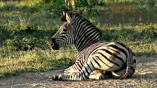 WildEarth - Sunset Safari - 7 May 2020