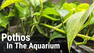 Easy Ways To Grow Pothos In Your Aquarium