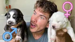 Finding Out the Genders of My ELEVEN Rescue Husky Puppies!