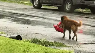 Frau sieht Hund, der eine riesige Tasche trägt – ihr Herz schmilzt, als sie genauer hinsieht