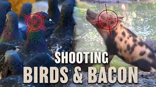 Hog & Bird Hunting with Air Rifles - "Birds and Bacon"