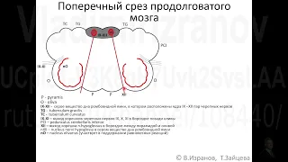 Внутреннее строение продолговатого мозга.