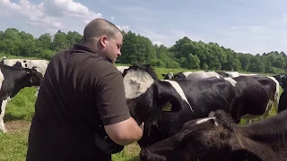 Schweizer Bauern in Russland - "Schweizer Milch"  | Швейцарцы в русской деревне