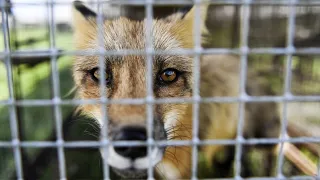 California bans manufacture and sale of animal fur