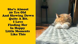 50 Of The Most Wholesome Cat Posts That Warmed Many People's Hearts 2/2 - Adorable cat