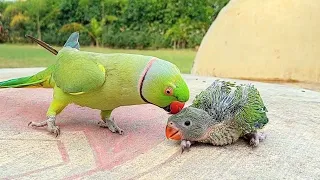 Talking Parrot Greeting Babies Funny Compilation