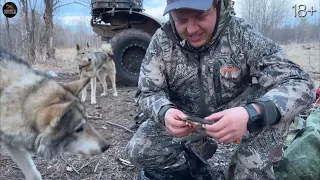 За МЕДВЕДЕМ на РОСОМАХЕ. Собаки кончили зверя. Ночуем в избе.