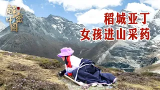 Chinese Shangri -La, beautiful girl climbing mountains collects precious medicinal materials