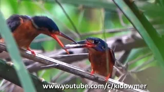 Courtship Feeding: Male KINGFISHER offers Fish to Female Partner