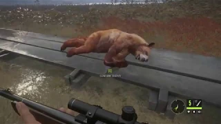 Rare cinnamon black bear harvest| theHunter CotW