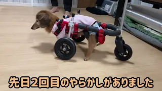 さくら１８才老犬のお楽しみ😊今夜も愛車を乗り回す！