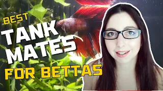 Betta Fish Tank Mates | Top 10 Most Popular Tank Mates For Bettas
