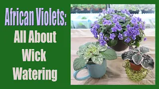 African Violets: All About Wick Watering