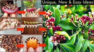 3New & Best Idea:How to grow clove spice plants from seeds with Garlic|Growing Clove Plant|Laung|New