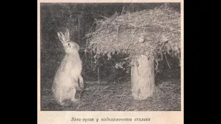 Биотехния в деле. Как привадить зайца и косулю. Biotechnology. How to adopt a hare and a roe deer